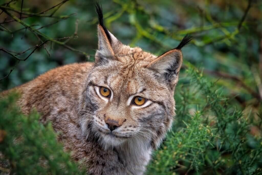 Ein Luchs blickt aus dem Dickicht hervor, sein Blick ist nach rechts gerichtet