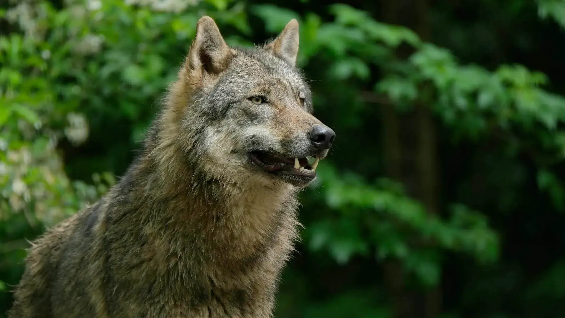 Der Wolf, das Pony und der europäische Rechtsrahmen