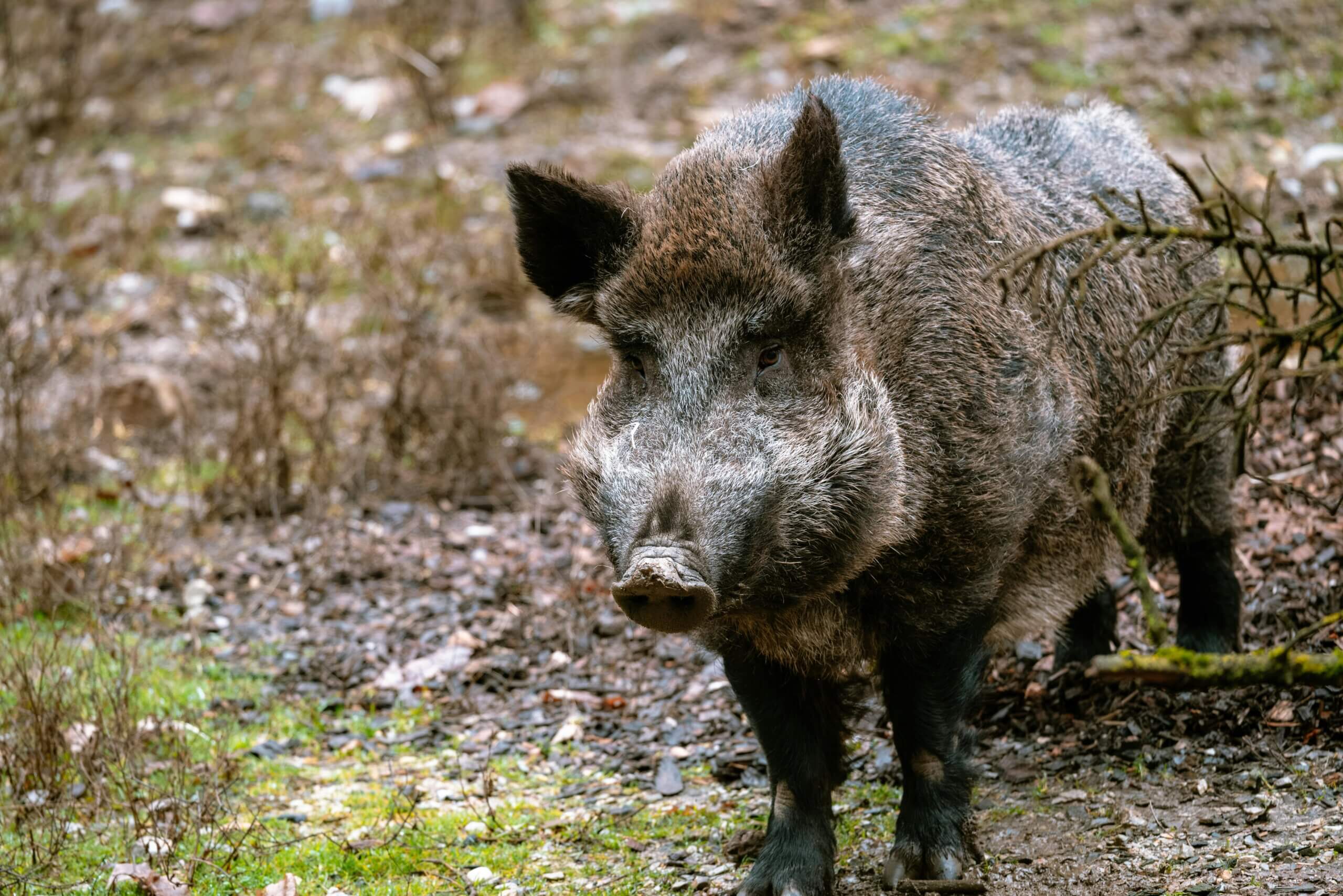 Wildschwein