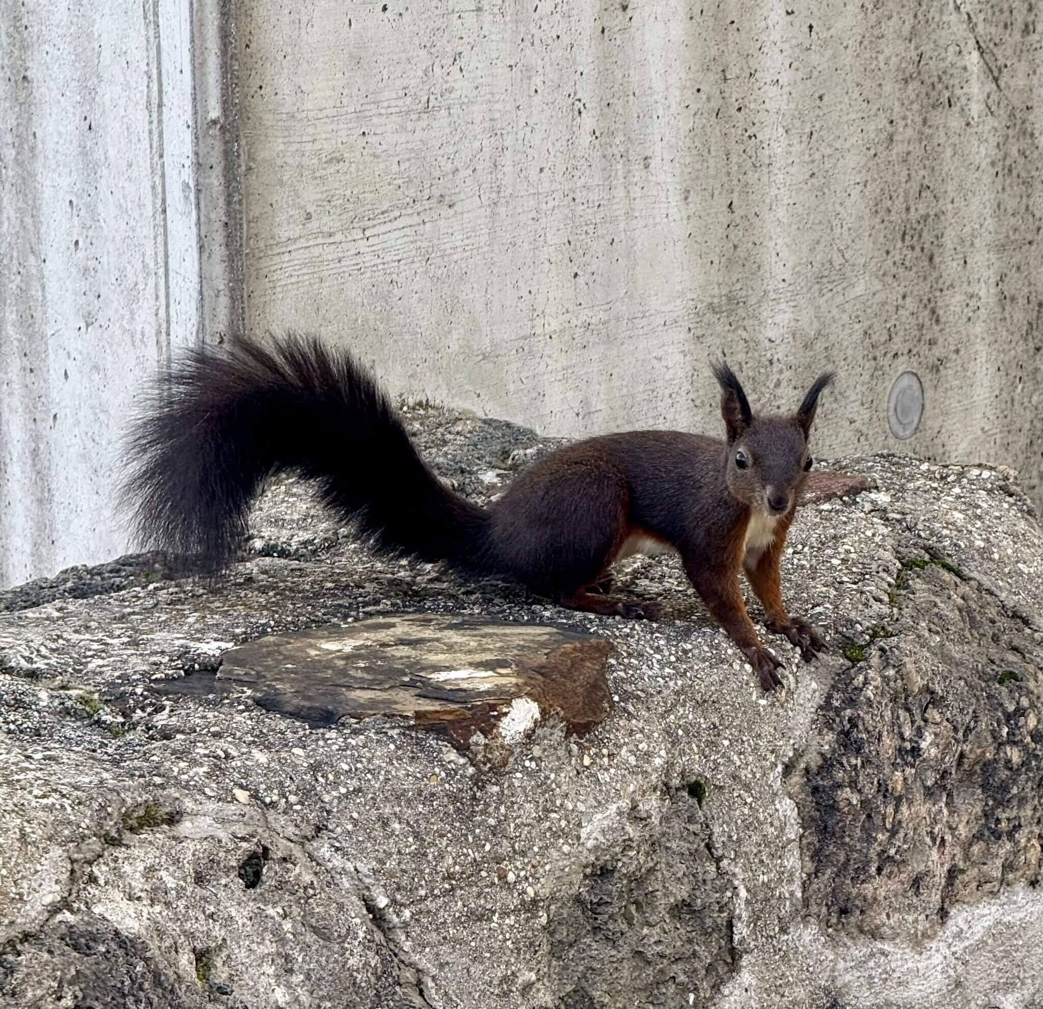 Ein dunkel gefärbtes Eichhörnchen sitzt auf einem großen Stein und blickt in die Kamera.