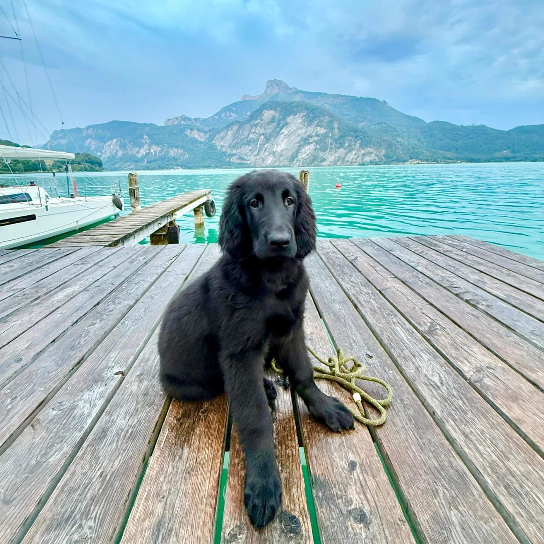 Henry, der junge Flat Coated Retriever, vor der Kulisse des Mondsees